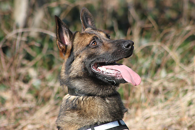Hondengeleiding RvW Security & Services Hoorn